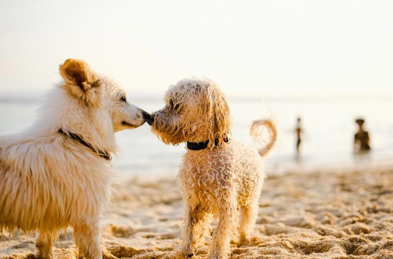 Zwei Hunde beschnüffeln sich am Strand