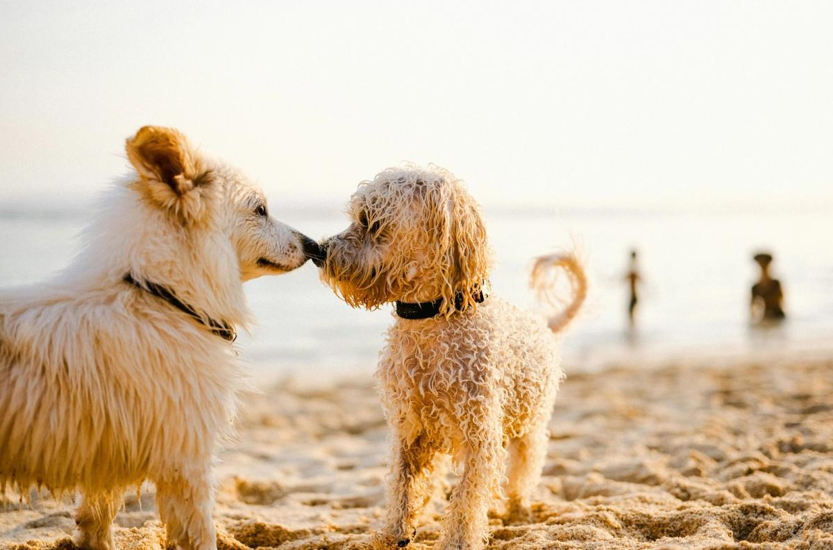 Zwei Hunde beschnüffeln sich am Strand