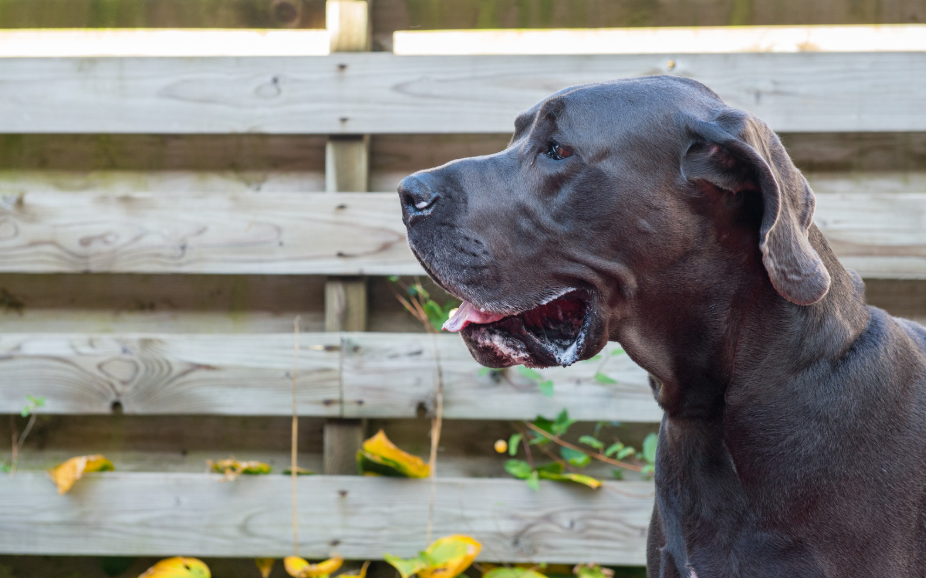 Zachte reus: Deense Dog