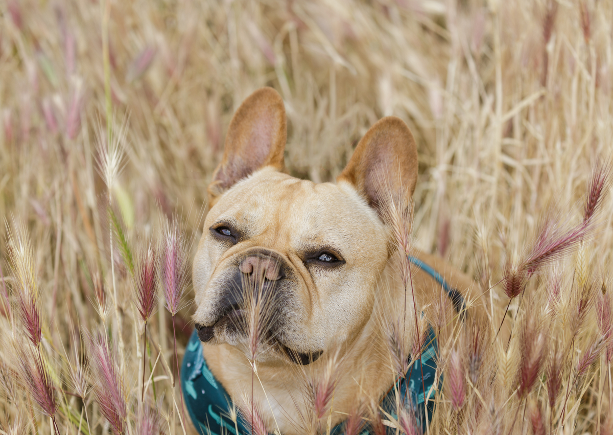 De gevaren van grasaar voor je hond