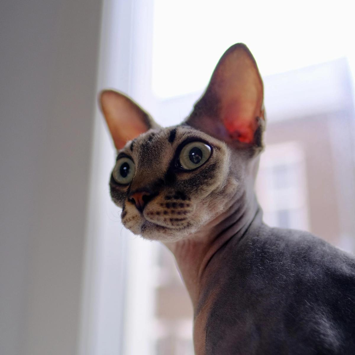 10 Katzenrassen, die selbst Hundefans verzaubern können