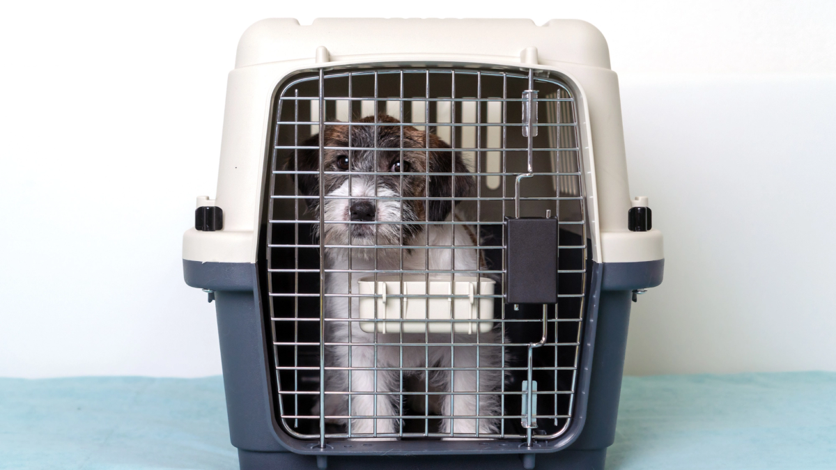 Kleine hond in cabine met zachte reistas