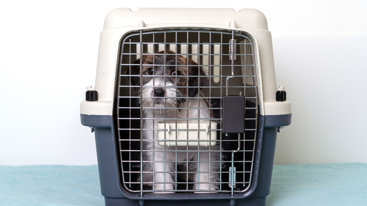 Kleine hond in cabine met zachte reistas