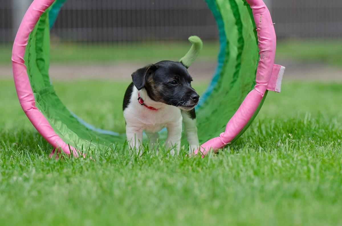 Jack Russell puppy tijdens training