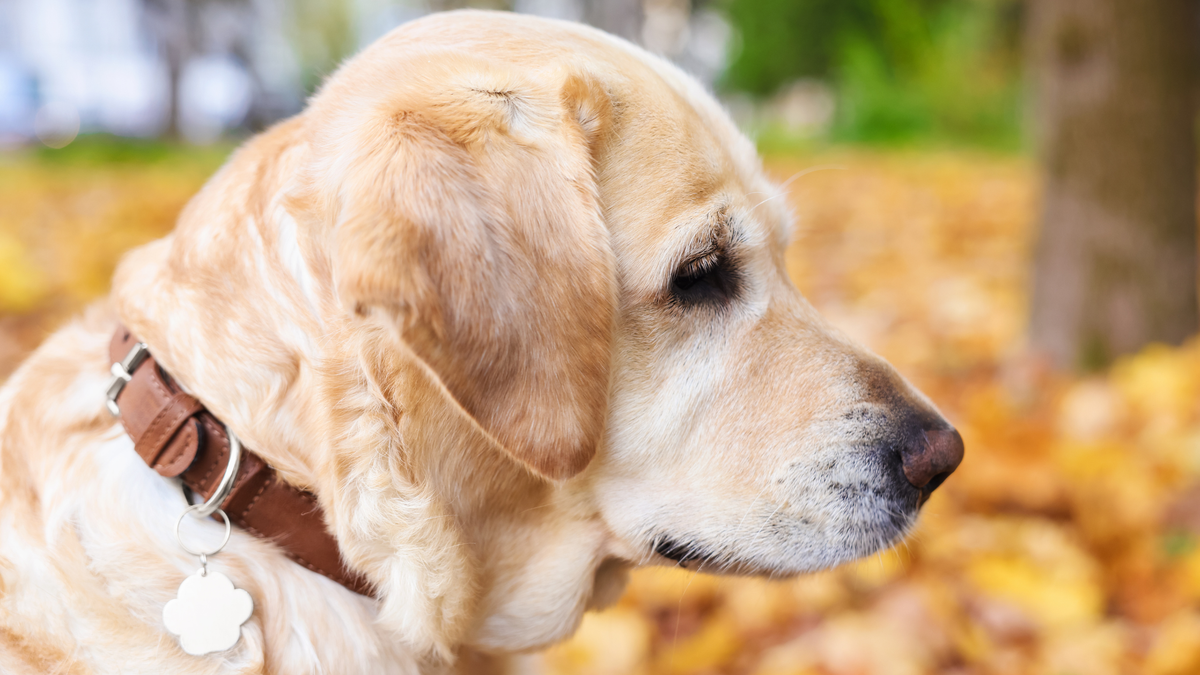 Baasje en hond op natte stoep tijdens avondwandeling