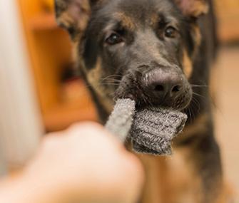 Hond speelt met gerecycled speelgoed