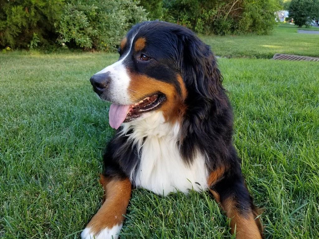 Berner Sennenhond