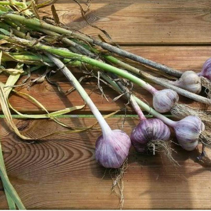 knoflookplant