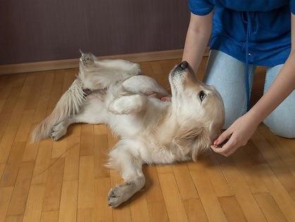 Puppy training thuis
