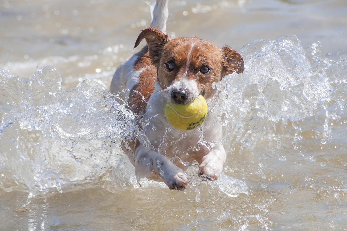 Jack Russell met tennisbal