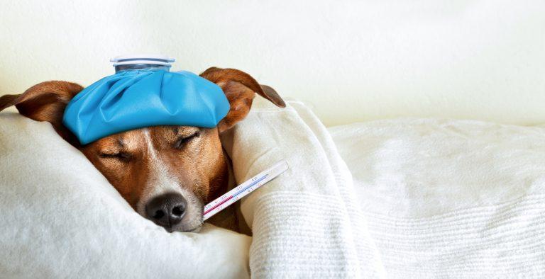 Wat is telemedicine voor honden en katten?