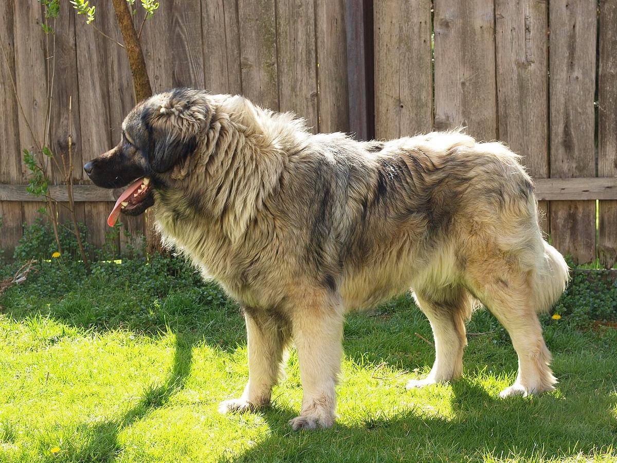 Sharri-Hund