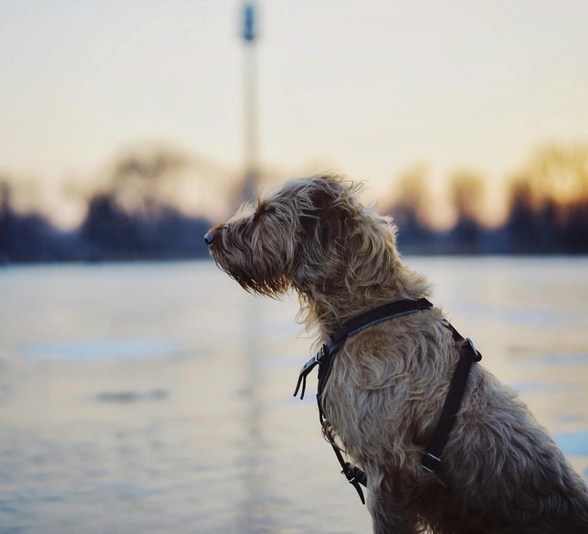Ein großer irischer Wolfshund steht aufrecht und ruhig, sein dichtes Fell glänzt im Sonnenlicht, während sein Blick Freundlichkeit und Gelassenheit ausstrahlt.