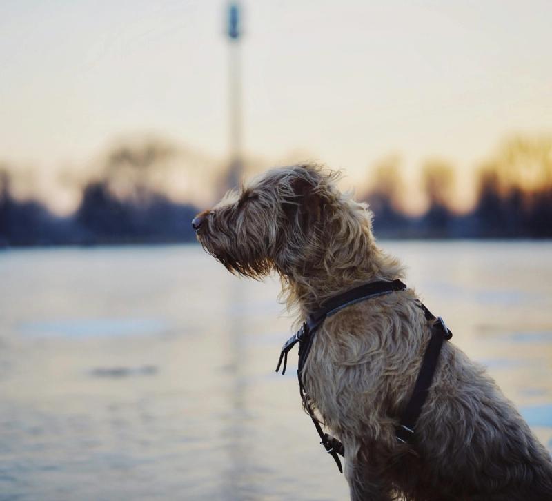 Ein großer irischer Wolfshund steht aufrecht und ruhig, sein dichtes Fell glänzt im Sonnenlicht, während sein Blick Freundlichkeit und Gelassenheit ausstrahlt.