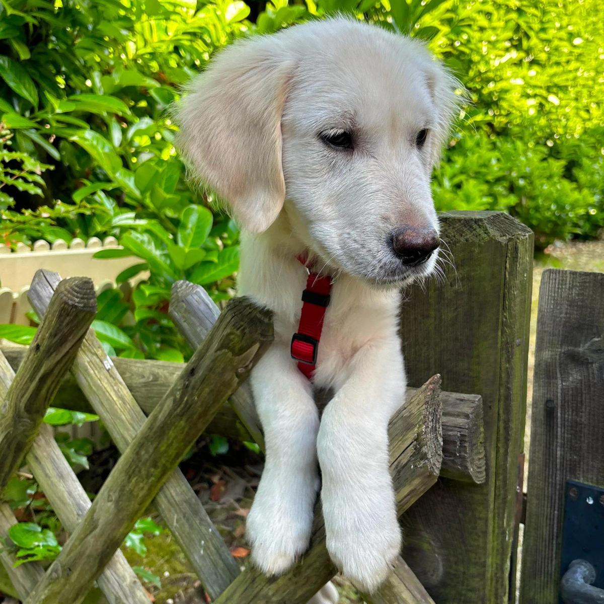 Golden Retriever Welpe Rocky, Hund von Halter Sebastian, beim Rückruf-Training - Frühzeitiges Training ist entscheidend für die Gehorsamkeit und Entwicklung von Welpen.