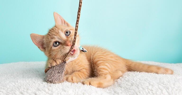 happy cat cute