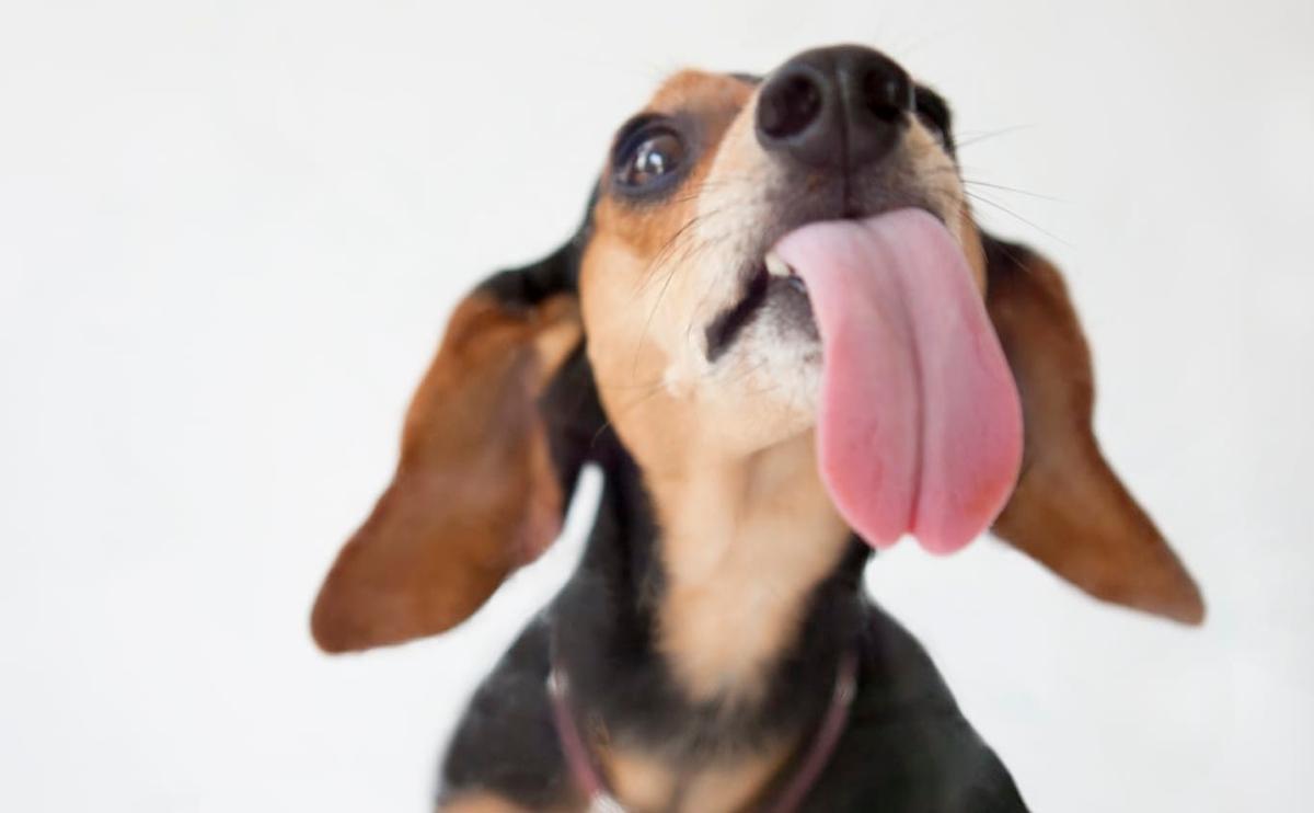5 redenen waarom jouw (oppas)hond niet stopt met likken