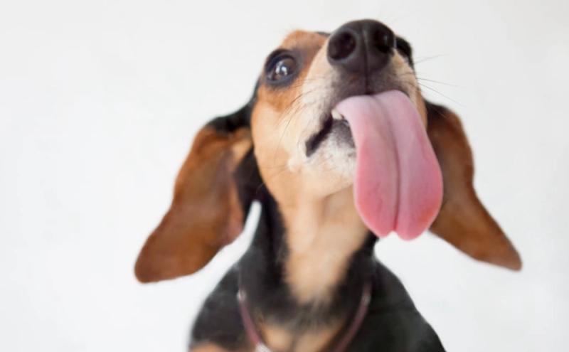 5 redenen waarom jouw (oppas)hond niet stopt met likken