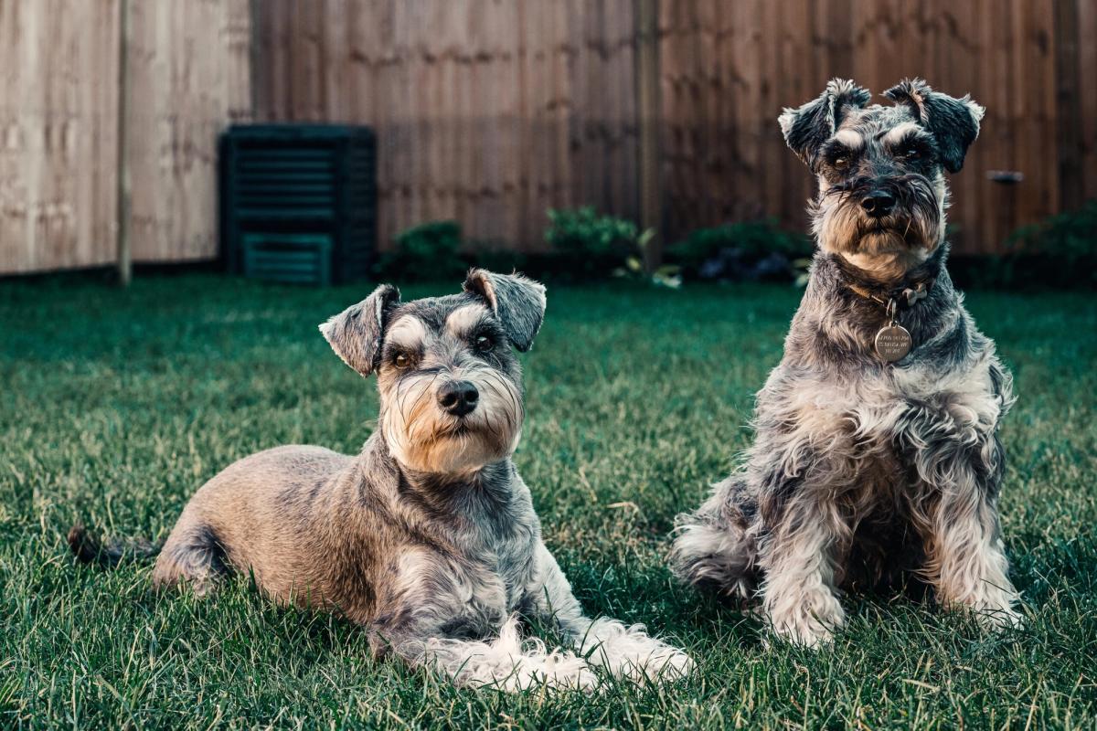 10 aktuelle Trends in der Hundeernährung