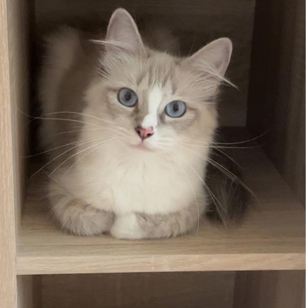 Ragdoll met blauwe ogen en een witbruine vacht