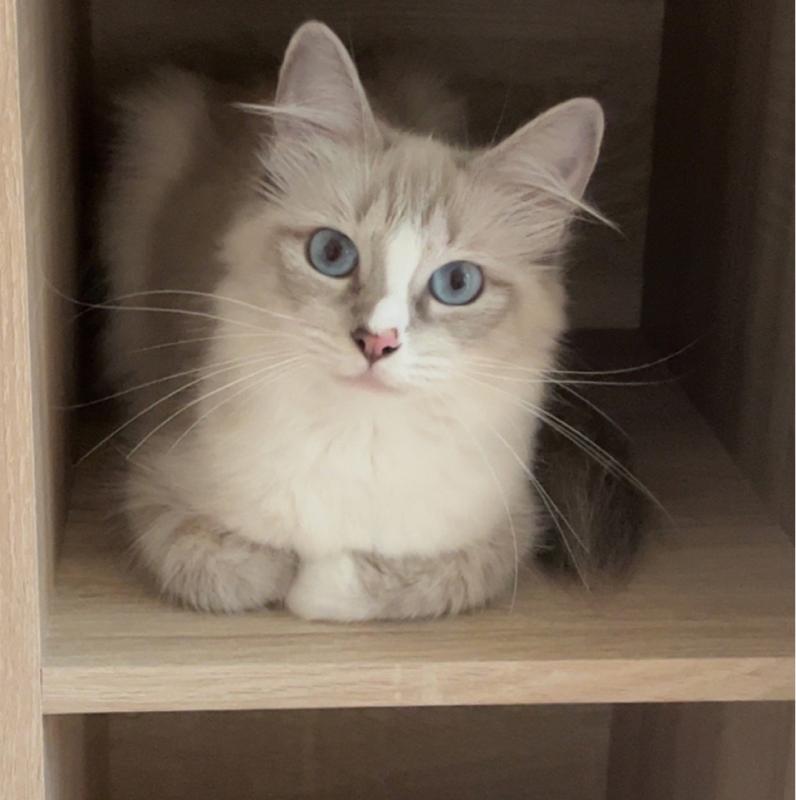 Ragdoll met blauwe ogen en een witbruine vacht