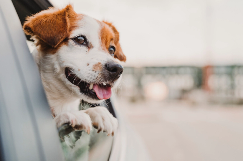 Is je hond wagenziek? Lees onze tips!