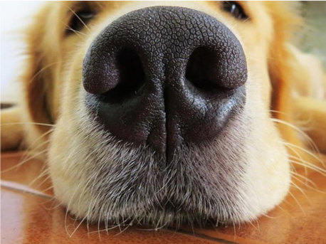 hond tijdens een wandeling