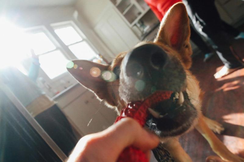 Hund spielt energisch