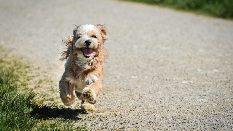 Hond loopt enthousiast naar de camera tijdens clickertraining met zijn baasje