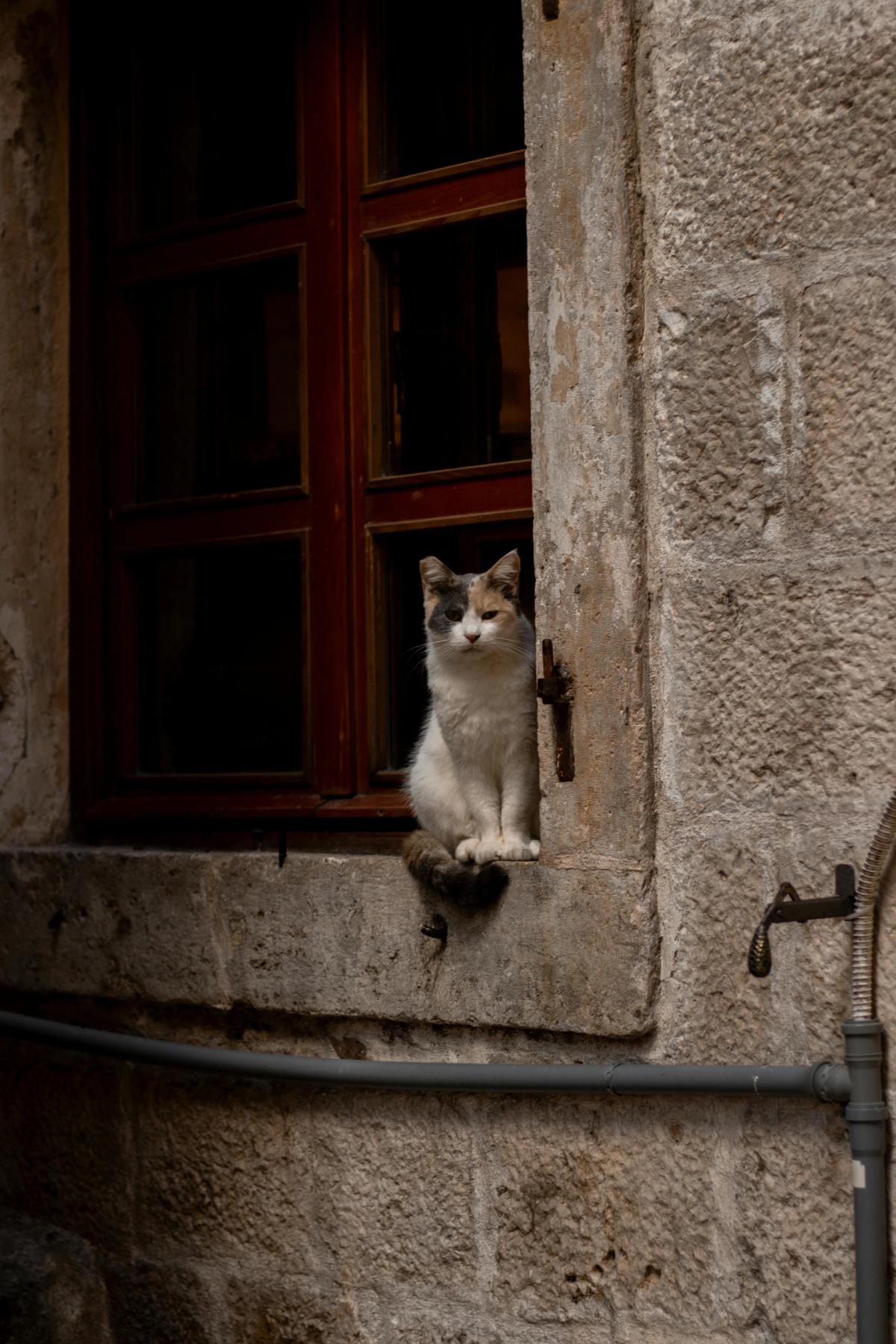 Katzenstadt Kotor