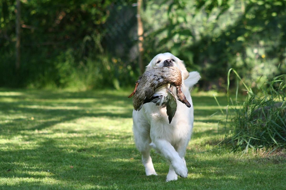 Golden Retriever tijdens de jacht