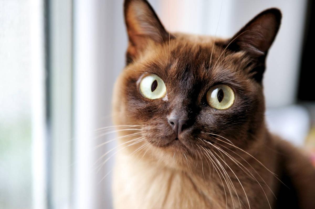 Die Top 10 der liebsten Katzenrassen!
