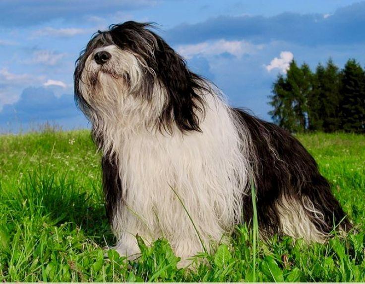 Polski Owczarek Nizinny – Der kluge Hütehund im Porträt