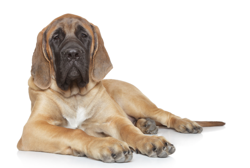 Engelse Mastiff, massieve hond met zacht karakter