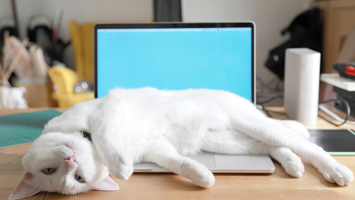 Typisch kattengedrag: kat ligt op laptop van baasje