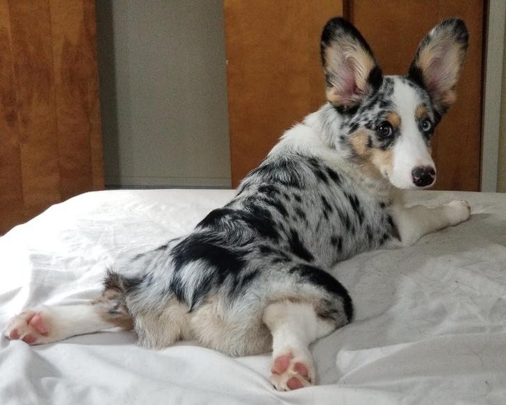 Corgi Australische Herder kruising
