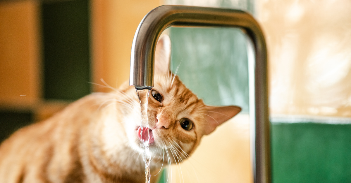Mogen katten melk? Feiten en fabels over katten en melk