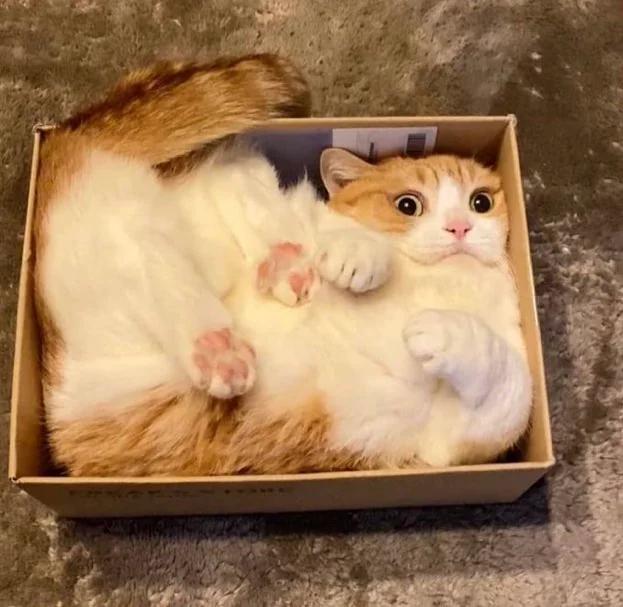 Kat gepropt in een kleine doos