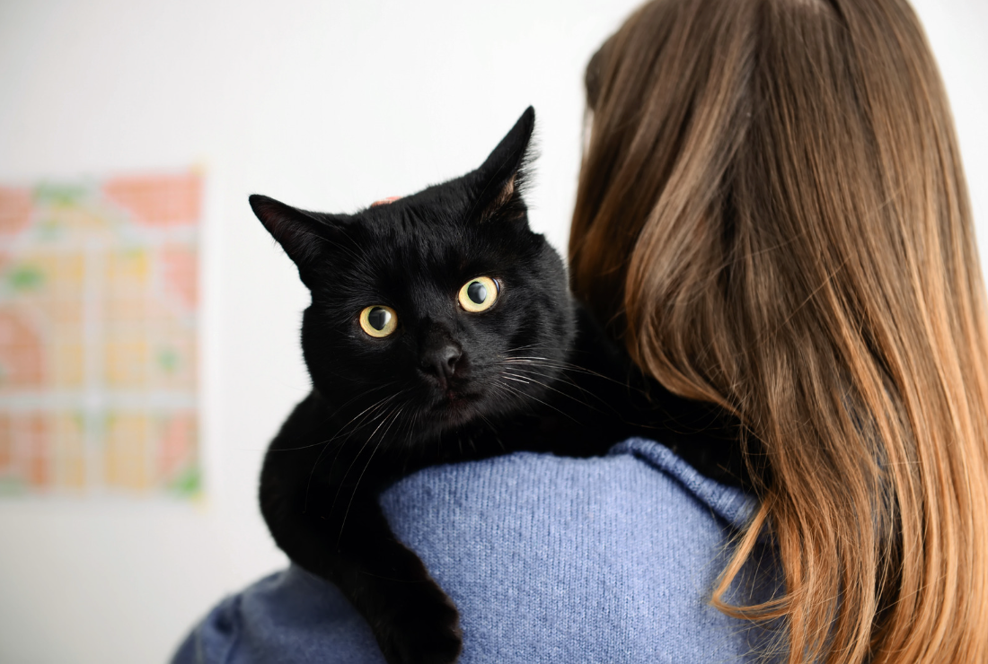Zwarte kat wordt geaaid door baasje