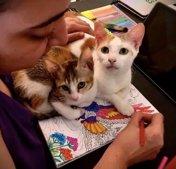 Kittens maken kunst op bureau