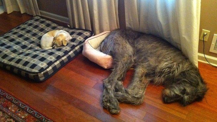 Hond languit op kussen