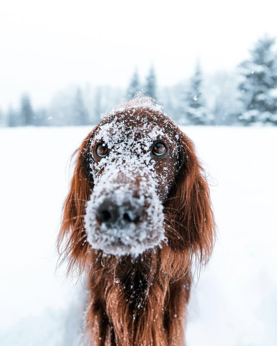 Hond speelt in de sneeuw