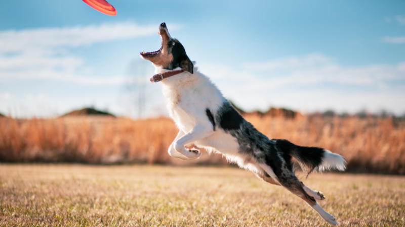 Border Collie im Agility-Parcours – Meister des Parcours.