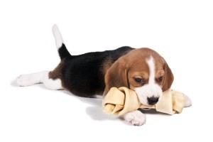 Hond met snack