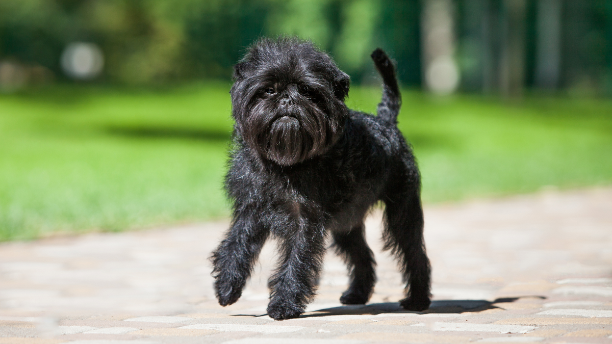 Affenpinscher