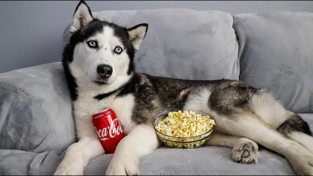 Hond kijkt film