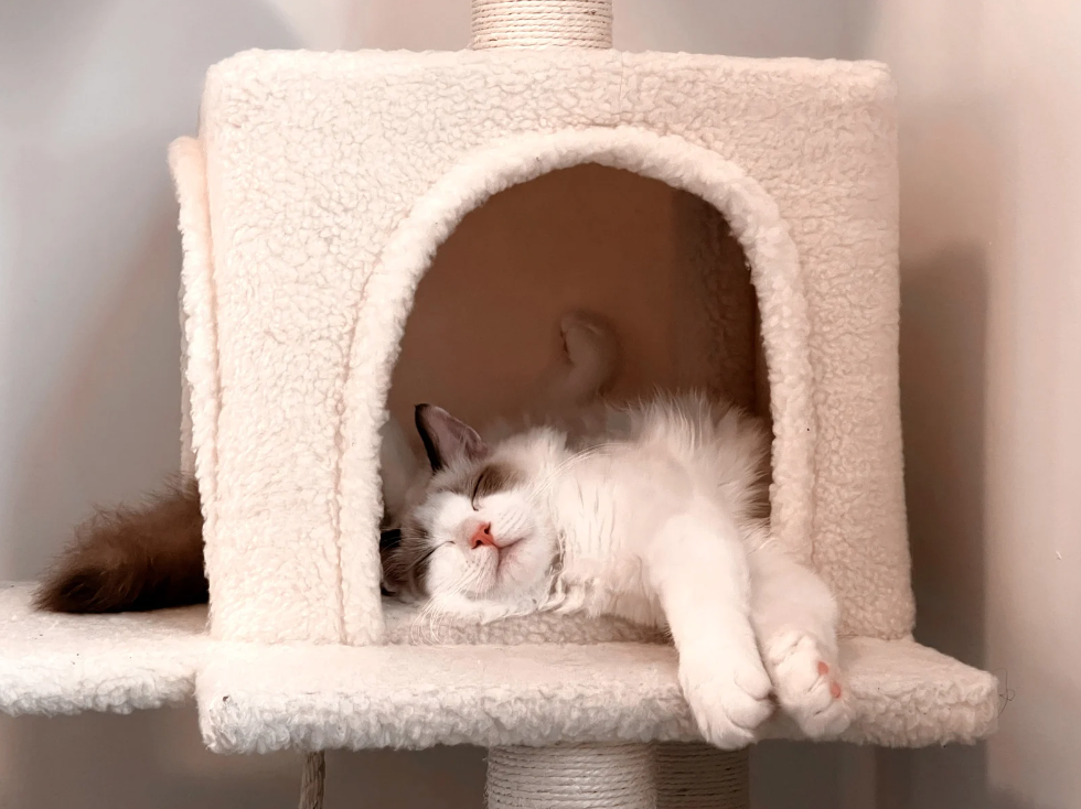 Vakantie voor je kat: een kattenoppas aan huis