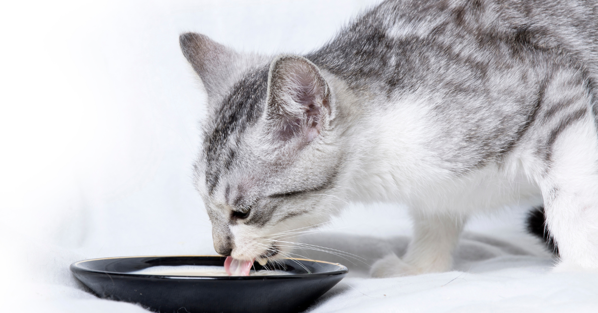 Mogen katten melk? Feiten en fabels over katten en melk
