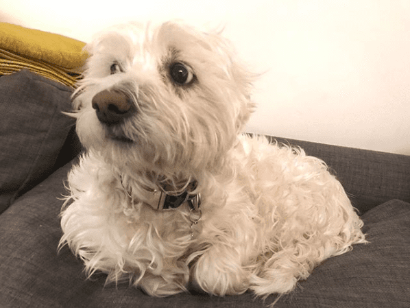hond met halve maan-ogen