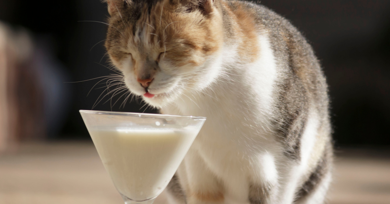Mogen katten melk? Feiten en fabels over katten en melk